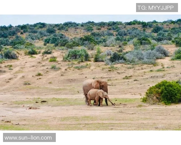 姚明与小象的温馨时刻：动物园里的友谊与爱心传递