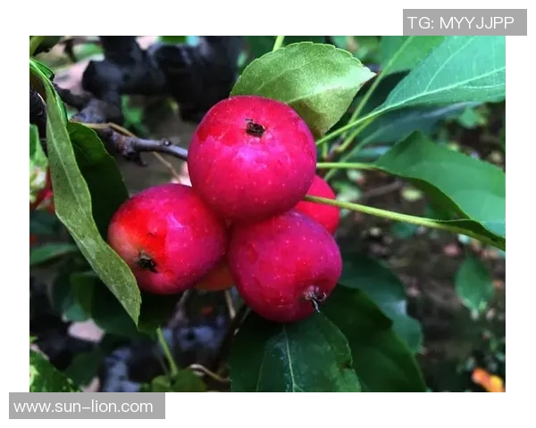 姚明畅游西湖探寻美景与文化的奇妙之旅 姚明畅游西湖探寻美景与文化的奇妙之旅